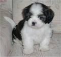 Shih-Tzu preciosa gratis