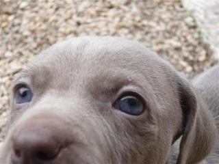 Ultimo cachorro de weimaraner