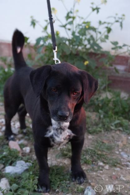 En adopción. Toky necesita salir del refugio. GPAR