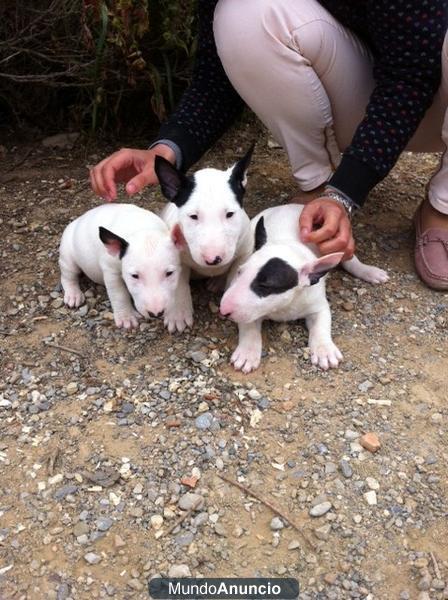 Bull terrier 350€