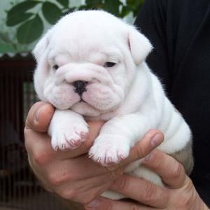 Bulldog Inglés cachorros para la venta