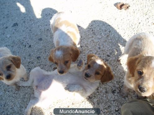 Cachorros/as EPAGNEUL BRETON con LOE - 300?