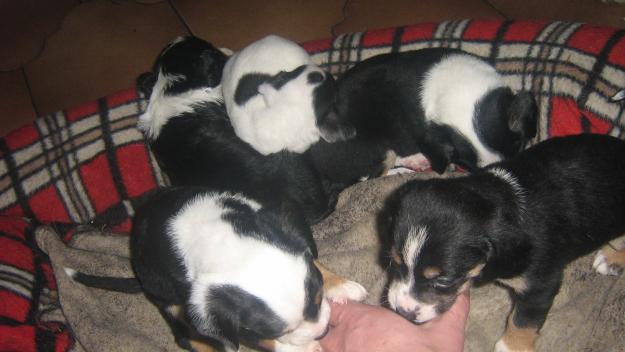 cachorros de raza pequeña