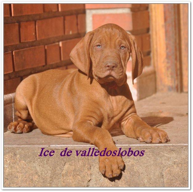 camada de vizsla braco hungaro