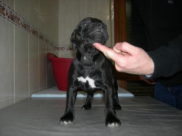 CAMADA STAFFORDSHIRE BULL TERRIER