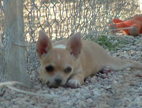 Chihuahua cachorros saludables