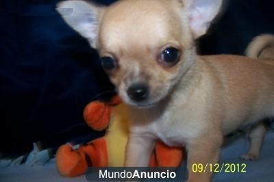 Chihuahua de 9 semanas listos para entregar..