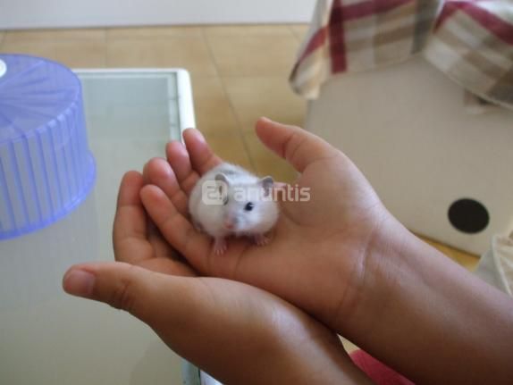 HAMSTER RUSOS - OFERTA