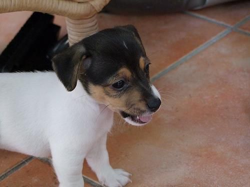 Jack Russell agradable y adorable cachorro listo para cualquier buen hogar