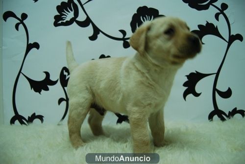 Preciosos LABRADORES canelas www.animalflower.es