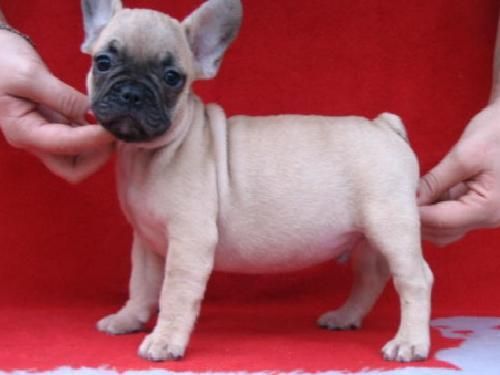 Cachorros de Bulldog frances(Particular) 130euro