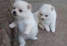 cachorros de Pomerania excepcional.