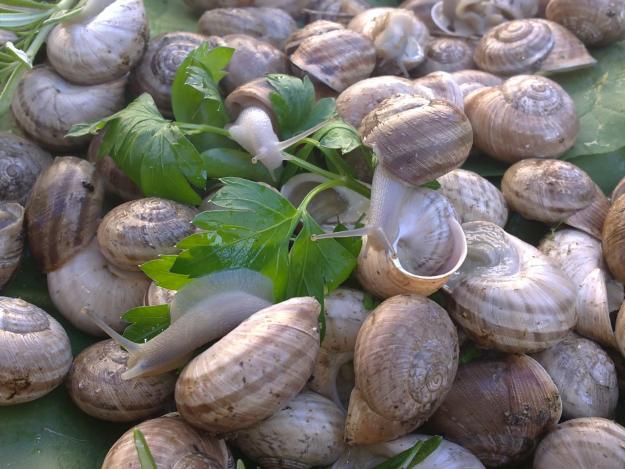 Caracoles de raza; Serranas, Serranos, Vaquetas, alonensis