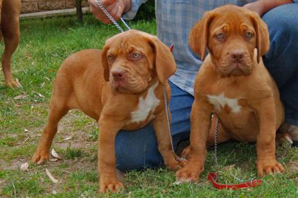 Dogos de Burdeos cachorros con pedigri