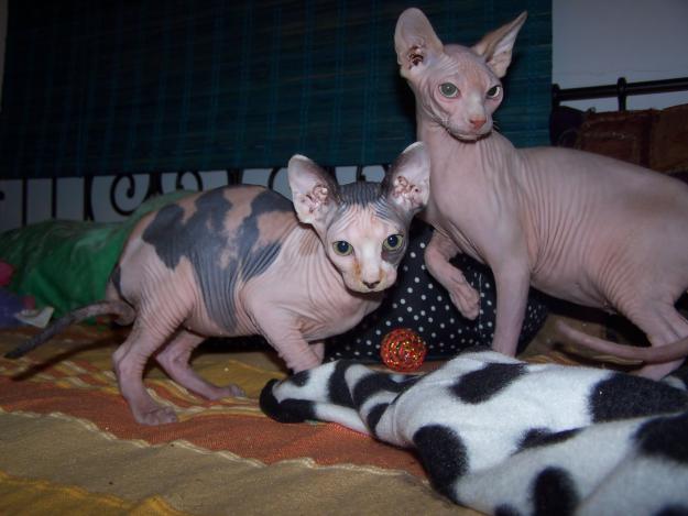 gato sphynx