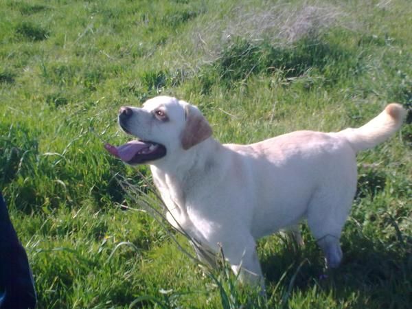 labrador retriever