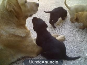 Labradores negros y dorados con garantias se enseñan