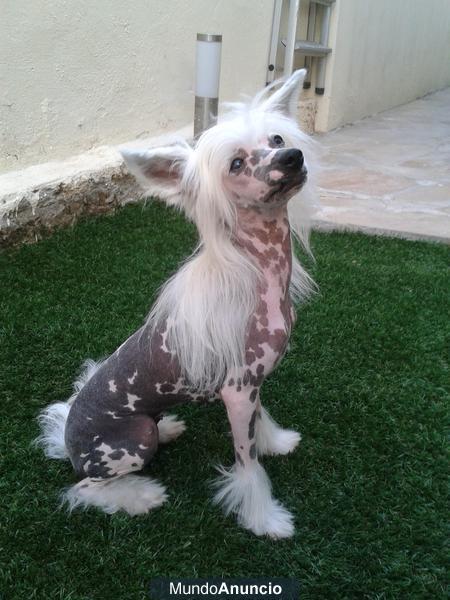 se vende perrita 8 meses