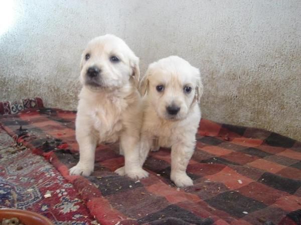 Ultimas Perritas Golden Retriever!!