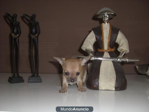 VENDO INCREIBLE CAMADA DE CHIHUAHUAS MUY PEQUEÑOS