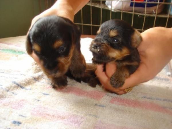 yorkshire terrier muy pequeñitos por solo 350 euros