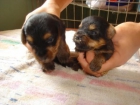 yorkshire terrier muy pequeñitos por solo 350 euros - mejor precio | unprecio.es