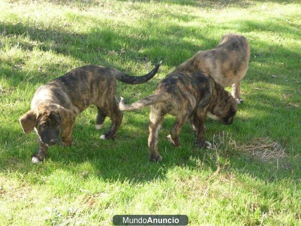 cachorros de mastín