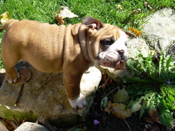 Bella bulldog inglese cucciolo  200 Euros!