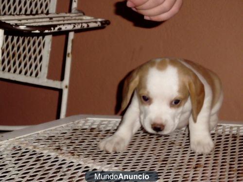 Cachorrita beaglee color limon (bicolor)