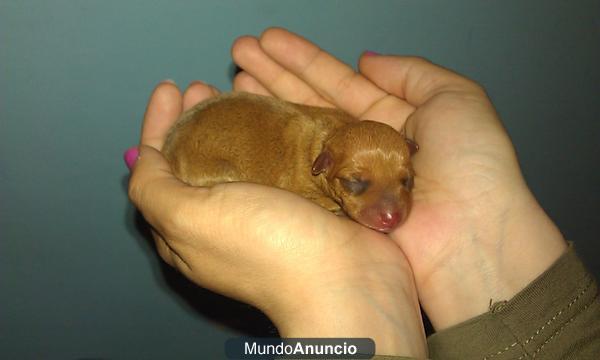 cachorro mini pincher