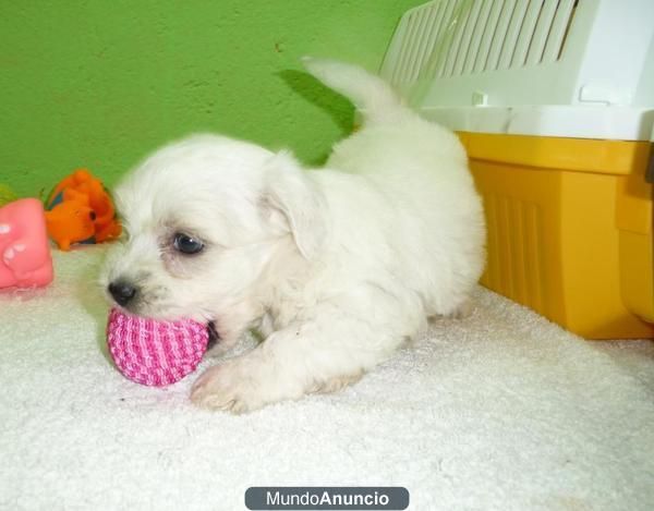 cachorros bichon maltes