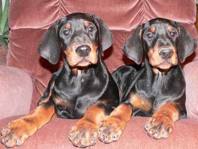 IMPRESIONANTES DOBERMAN