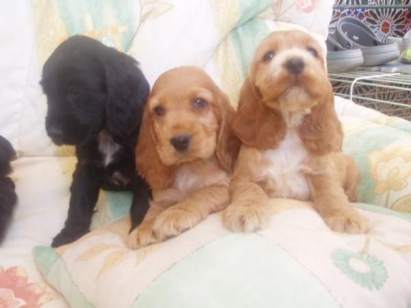 Lindos cachorritos de Cocker Spaniel con pedigree, solo 250 euros cada.