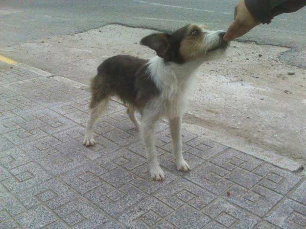 MIMOSIN ATADO A UN ARBOL, cruce de FOXTY en peligro.