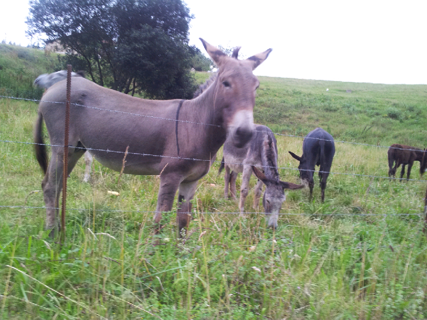 vendo burros