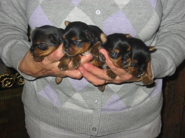 Yorkshire terrier,cachorros,pedigree,se hacen reservas.