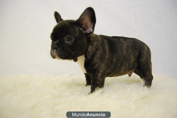 Cachorros de bulldog frances, fawn y negros, fotos reales, mas info en www.doogs.es