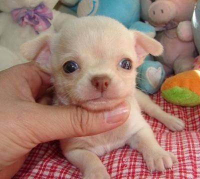 Chihuahua cachorros a la venta. 9settimane arcelona