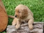 GOLDEN RETRIEVER cachorros 100