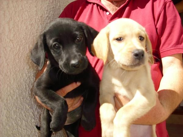 LABRADORES DORADOS Y NEGROS