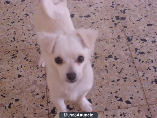 Perrita perdida mezcla de chihuahua