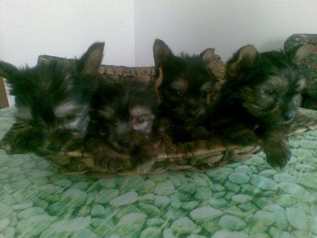 PRECIOSOS CACHORRITOS DE YORKSHIRE