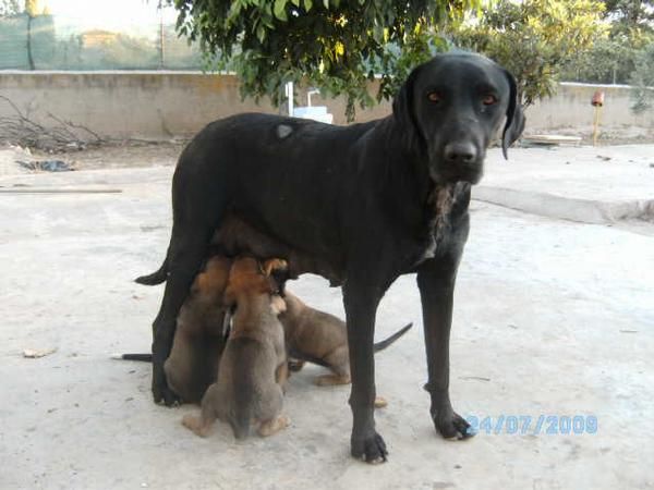 regalo cachorros