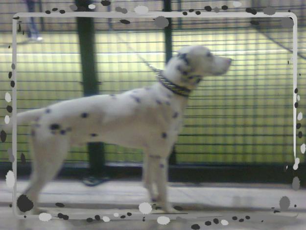 Regalo  DALMATA MACHO 10 MESES