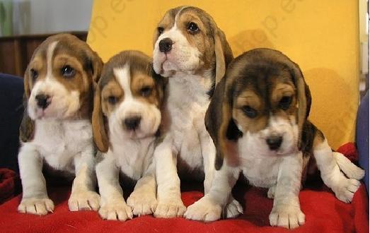 TENEMOS BEAGLE