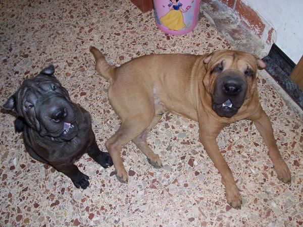 ultimo cachjorrito de sharpei