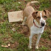 Rayo, perro en adopción