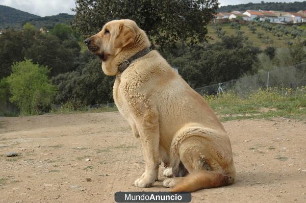 tres cachorros de mastin español