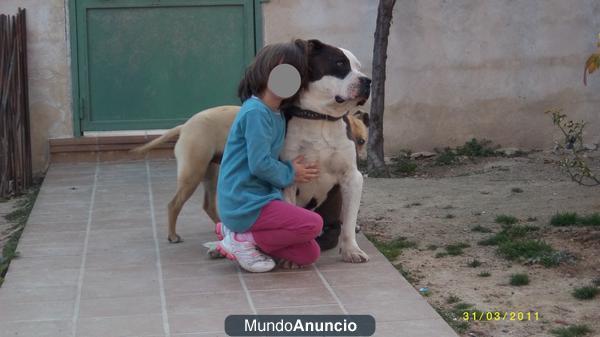 American Staffordshire Terrier