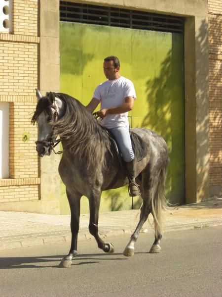 CABALLO PRE  TORDO DE 1,66 A LA CRUZ